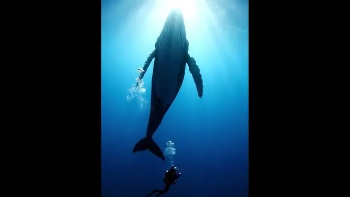 2012中文高清在线观看 - 深蓝星球：探索海洋深处的未知世界